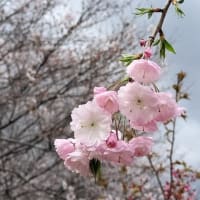 中山の桜