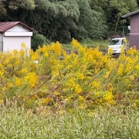 ブタクサの花粉
