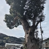 幕山の麓にある五郎神社のクスノキ
