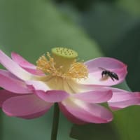 鶴舞公園の胡蝶ヶ池-蓮の花-2