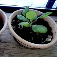 今年もよろしくお願いします。