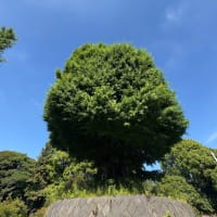 適材適所、宝を発掘し最大限に使う(2017年9月25日記事再掲)