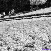 Monochrome 2786