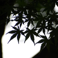楓シルエット。