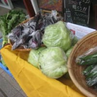 箱根西麓野菜はじめました