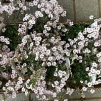 雨上がって、ガーデンセンターに走る