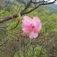 2025年5月18日（日）アケボノツツジとシャクナゲの道・・・障子岳・親父岳・黒岳・三尖
