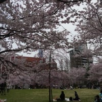 錦町公園の桜