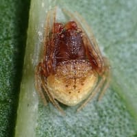 7月最後の教室　雨宿りする生き物を探す