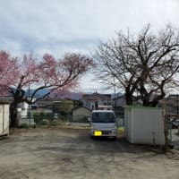 2021.04.02（金）　育心寮の桜