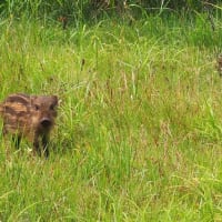 イノシシ　迷子のウリ坊