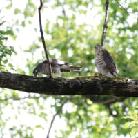 心に残る情景*「鳥景」見沼の小さな森、ツミの家族