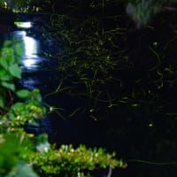 風景写真-自然- Vol.21（蛍撮影 2025-06-02～04）撮影地：鳥取県鳥取市河原町