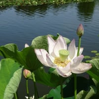 長居植物園の花菖蒲