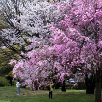桜華やぐ季節　(Ⅶ）