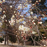 いせさき市民のもり公園（２）