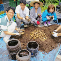 ■ 立体菜園花壇の野菜たち　＝ジャガイモの収穫＝