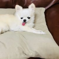 りり花が急に歩けなくなった日