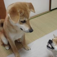 チャオありがとう