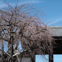 わが町の桜　東郷寺の枝垂桜　その３
