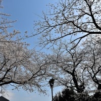 サクラ　２（境木地蔵尊）