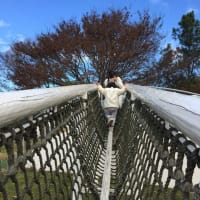 2022年11月のつぶやき