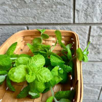 続き・都電荒川線にて（レトロな雰囲気のカフェ風景） そして テーブル茶道参加（見学＋４回目）＆初夏らしい干菓子　〜♪