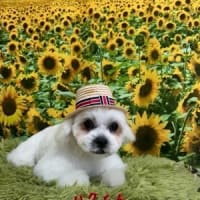 マルチーズ✖️ペキニーズのハクくん