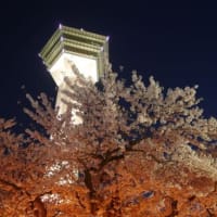 祭り提灯の下で “夜桜” を楽しむ．．．