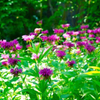 ボタンクサギ、エゾミソハギ、ニオイシュロラン、モナルダ（板橋区立赤塚植物園 2025.6.28 撮影）