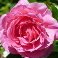 信州上田の初夏･･･国際音楽村･･･バラ園に咲く･･･薔薇、ばら、バラ(4)