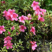 庭のサツキ 紅花と白花