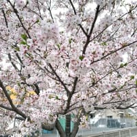 桜の花散らしの雨　　福岡空港