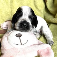 とても可愛いイングリッシュコッカースパニエルの仔犬