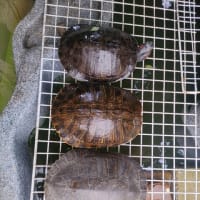 釣りで軽度の熱中症