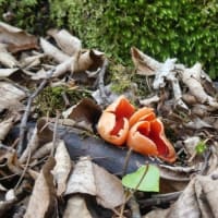 空にはキタコブシ、足元には～