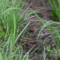 スズメが食べていたものは？