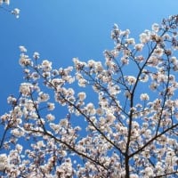2024年桜④＆自然に感謝ですねミャミャ(=^・^=)(=^・・^=)