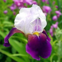 紫色のジャーマンアイリス