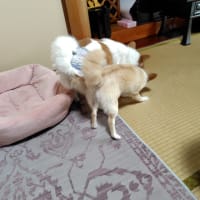 また、また、またパウンドケーキを作りましたよ