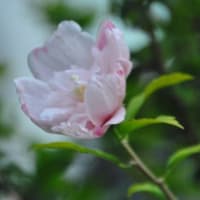 散歩道　八重のムクゲの花　　　27