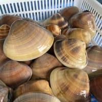 海産物直売のお知らせ