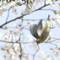 於大公園 ： 野鳥 ・ 翡翠 ・ カワセミ・・・フリー素材ブログ　メジロ