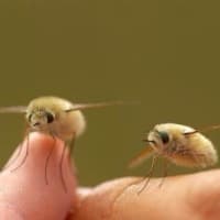ぶんぶんぶん