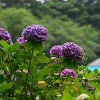 フクロウの夏へ