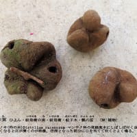 瓢の実