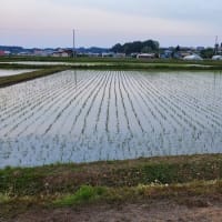【農業日誌】田植え2025