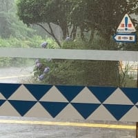 突然の大雨で畳が水浸し・再生キャベツの成長の様子