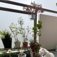 梅雨入り