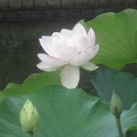 府中郷土の森　蓮池に行くも　見ごろを逸した